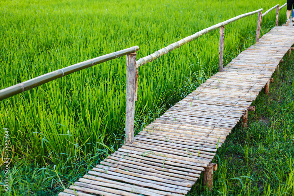 Bamboo walk in green rice field background. Bamboo walk in green rice field background.