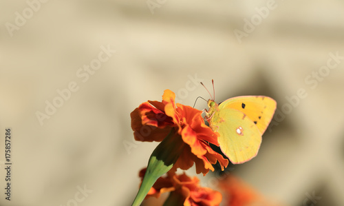 Photography Yellow butterfly on orange flower calendula