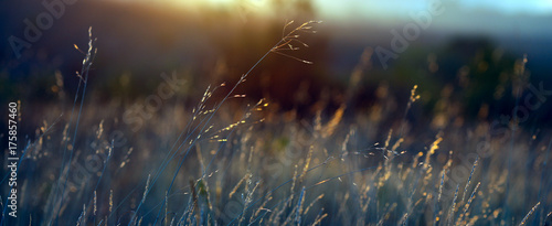 natural grass in the early morning against the background of the rising sun photo