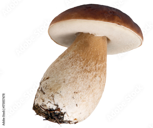 jeune cèpe de Bordeaux