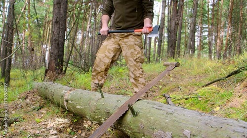 Lumberjack worker chopping down a tree breaking off many splinters in the forest with big axe. Strong healthy adult ripped man with big muscles working with big axe outdoors photo