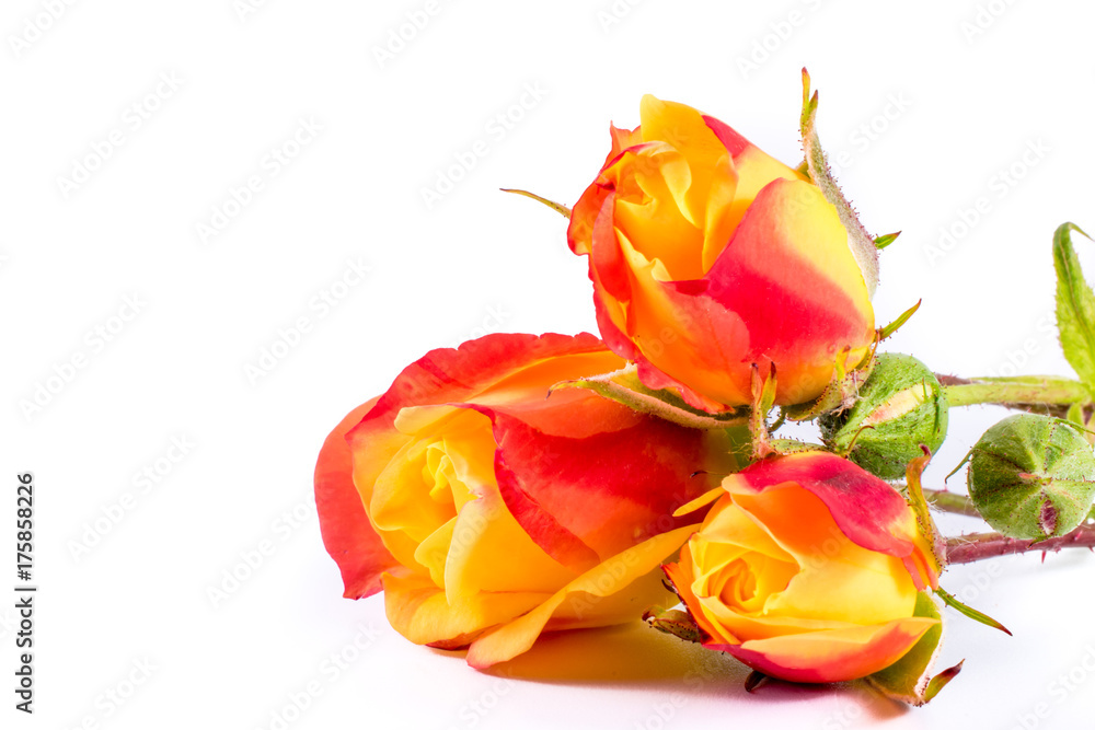close-up of pink orange roses flowers on white background with copy space. floral macro. spring and summer border template . greeting and holiday card or postcard close-up of pink orange roses flowers on white background with copy space. floral macro. spring and summer border template . greeting and holiday card or postcard