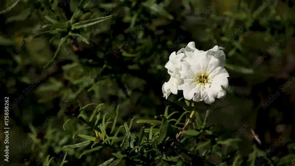 The Atacama Blooming Desert, an unusual phenomenon in the most driest desert in the planet. The Atacama Blooming Desert, an unusual phenomenon in the most driest desert in the planet.