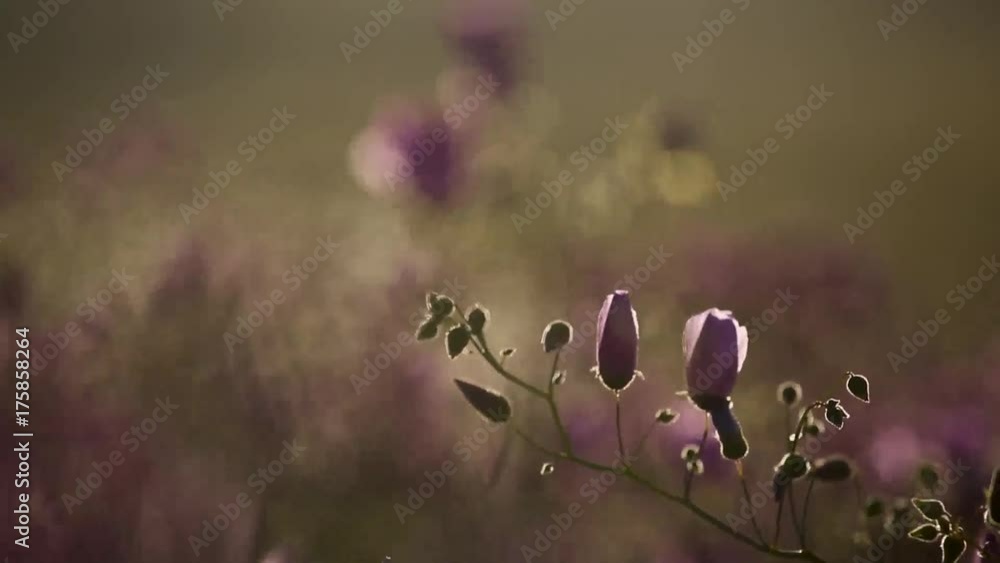 custom made wallpaper toronto digitalThe Atacama Blooming Desert, an unusual phenomenon in the most driest desert in the planet.