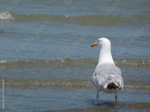 Möwe am Meer