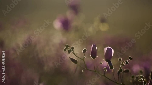 Wallpaper Mural The Atacama Blooming Desert, an unusual phenomenon in the most driest desert in the planet. Torontodigital.ca