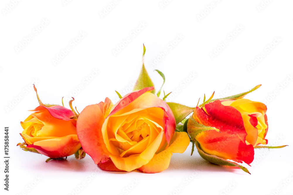 close-up of pink orange roses flowers on white background with copy space. floral macro. spring and summer border template . greeting and holiday card or postcard close-up of pink orange roses flowers on white background with copy space. floral macro. spring and summer border template . greeting and holiday card or postcard