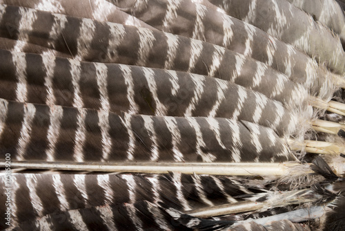 a bird wing from turkey with brown feathers closeup