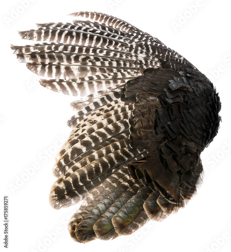 a bird wing from turkey with brown feathers closeup