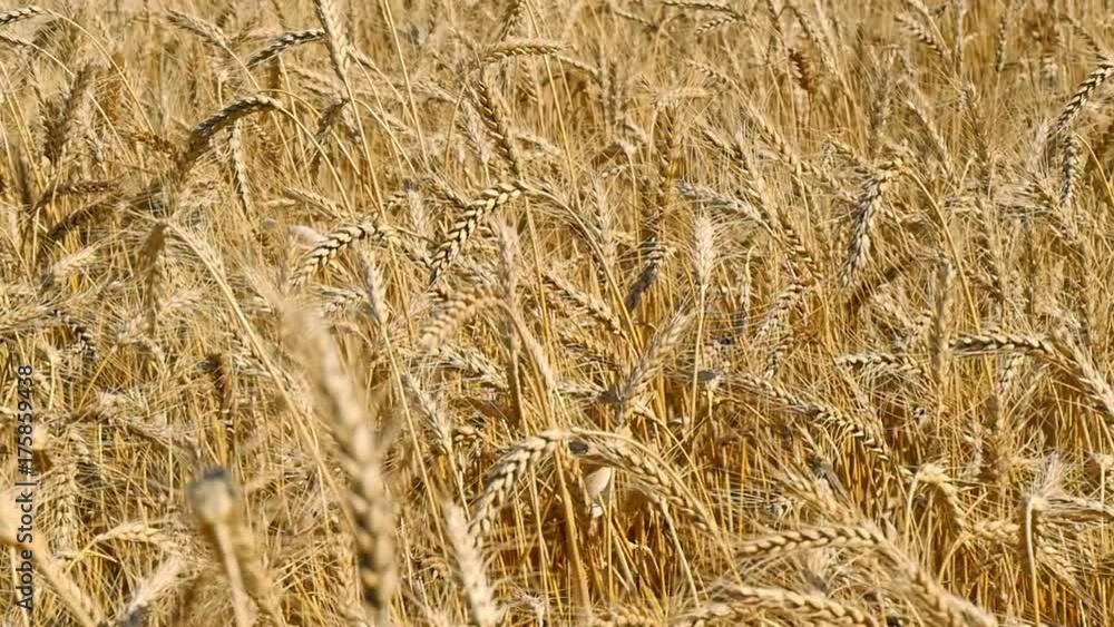 Gold wheat is ready for harvesting. Slow movement of spikelets of wheat. Wheat field Gold wheat is ready for harvesting. Slow movement of spikelets of wheat. Wheat field
