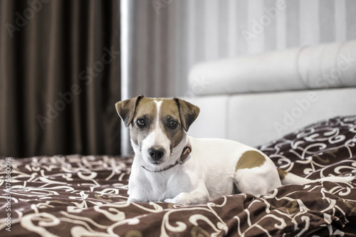 Cute small white dog Jack Russle Terrier on a Bed in a nice bedroom. Monochrome image