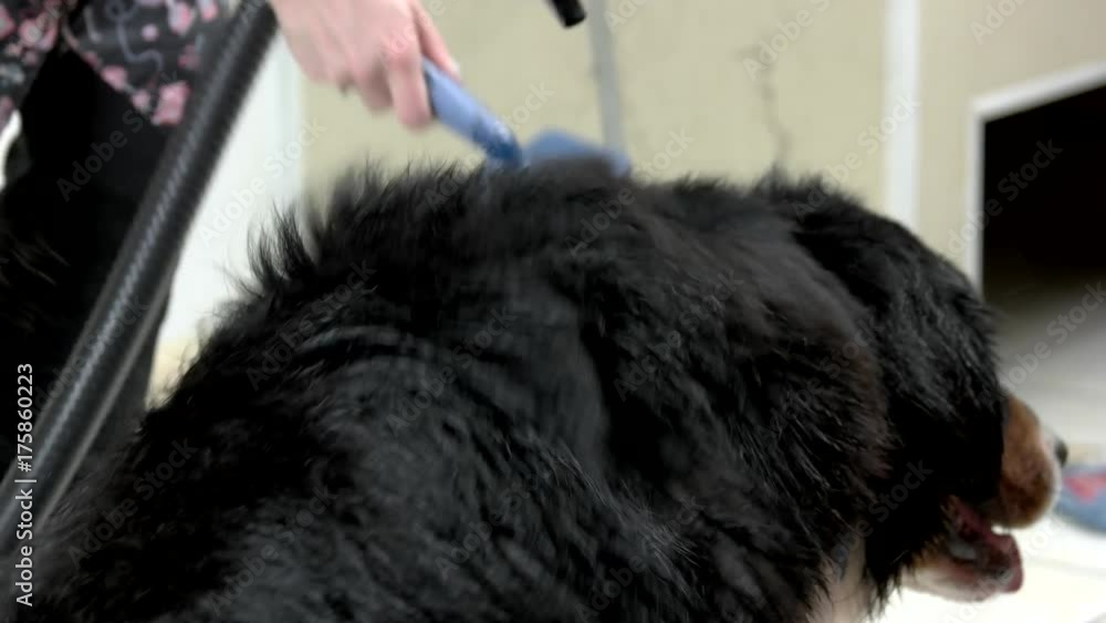 Bernese mountain dog, grooming. Hands, pet dryer and brush. Bernese mountain dog, grooming. Hands, pet dryer and brush.