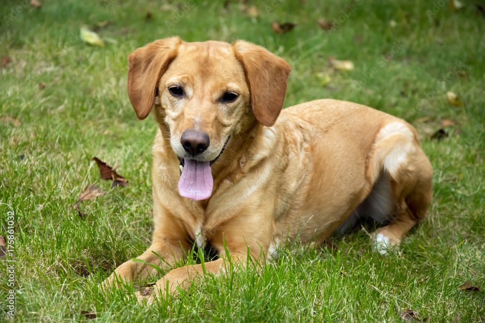 Light brown dog lying on the grass with his tongue lolling Light brown dog lying on the grass with his tongue lolling