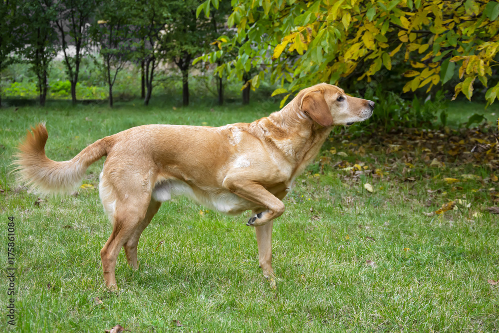 Beige dog standing, looking, pointing at something with his fore paw held up Beige dog standing, looking, pointing at something with his fore paw held up
