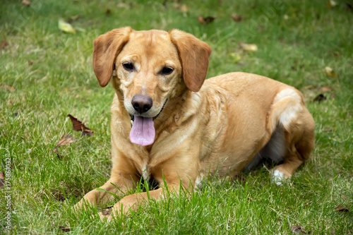 Light brown dog lying on the grass with his tongue lolling