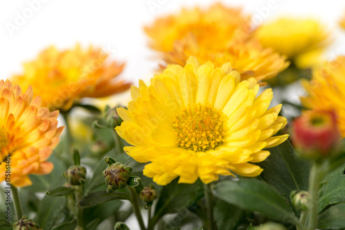 Fototapeta Naklejka Na Ścianę i Meble -  Herbst-Chrysantheme