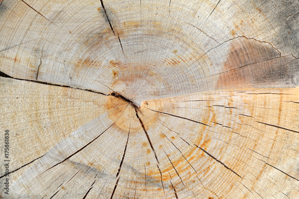 Fototapeta premium Cross section of Tree Trunk