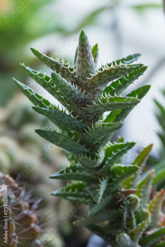 Closeup green cactus with thorn