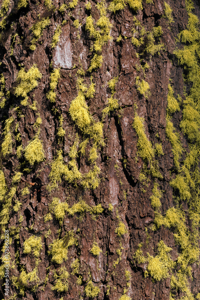 Green and yellow moss forms pattern on bark of tree