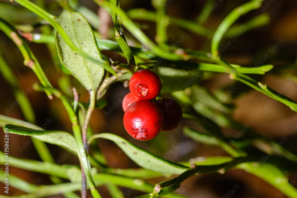 cranberries closeup in woods