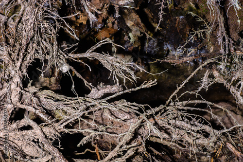 tree roots closeup © vinkirill