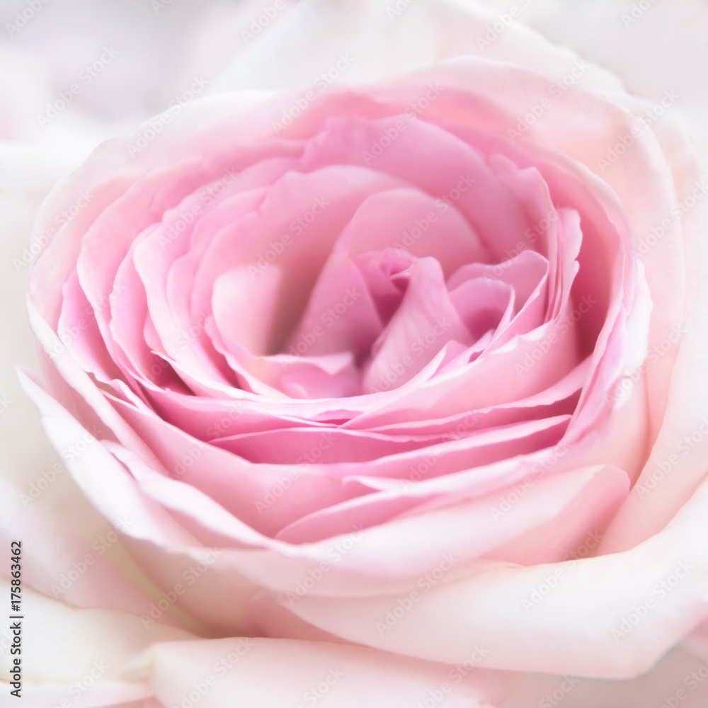 Pink rose close-up Pink rose close-up