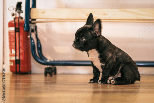 Playful black and white Fre...