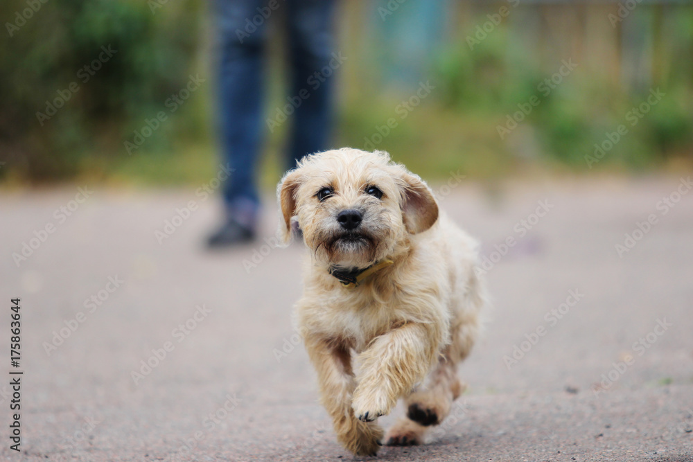 Dachshund dog running outdoors Dachshund dog running outdoors
