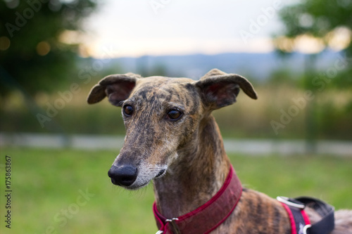 Fotografie, Tablou portrait of greyhound