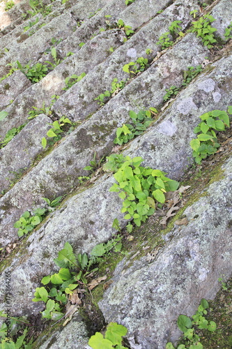 Fototapeta Naklejka Na Ścianę i Meble -  Löwenzahn, Pusteblume wächst aus einer Mauer heraus