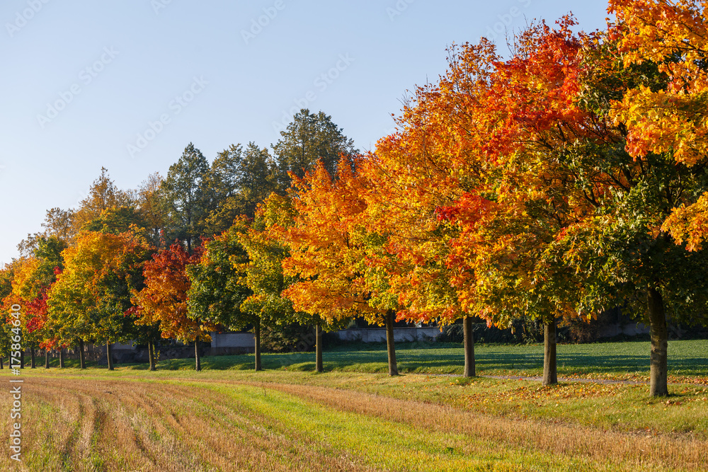 Naklejka premium Autumn landscape with golden autumn trees and fallen leaves. Autumn deserted alley