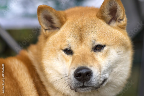 Dog Laika close-up