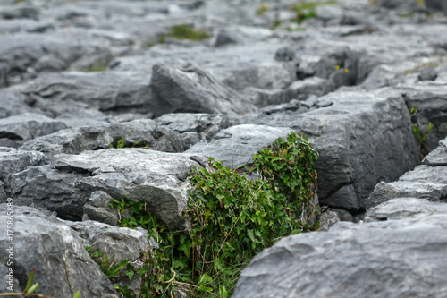 Burren Area (Ireland) limestone 