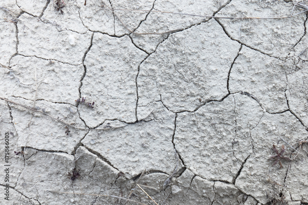 Dry cracked earth / Dried plant on dry cracked earth Dry cracked earth / Dried plant on dry cracked earth