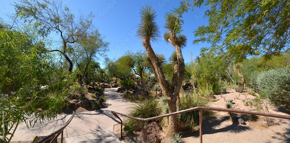 Cactus Garden, Katus Garten, Henderson, NV Cactus Garden, Katus Garten, Henderson, NV
