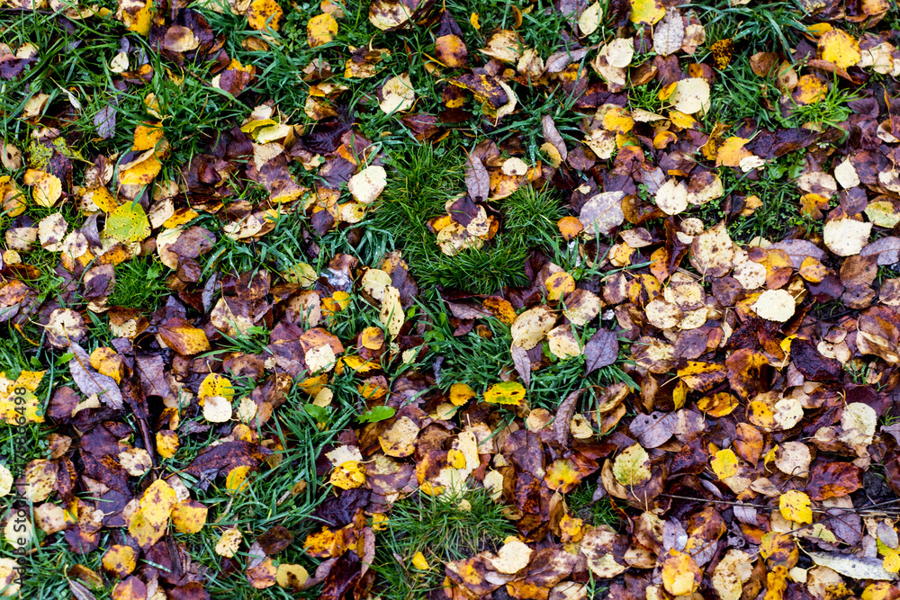 autumn leaves on grass autumn leaves on grass