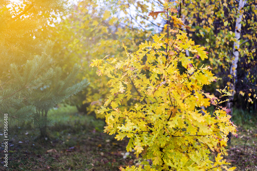 Fototapeta Naklejka Na Ścianę i Meble -  Gold autumn colors of oak leaves