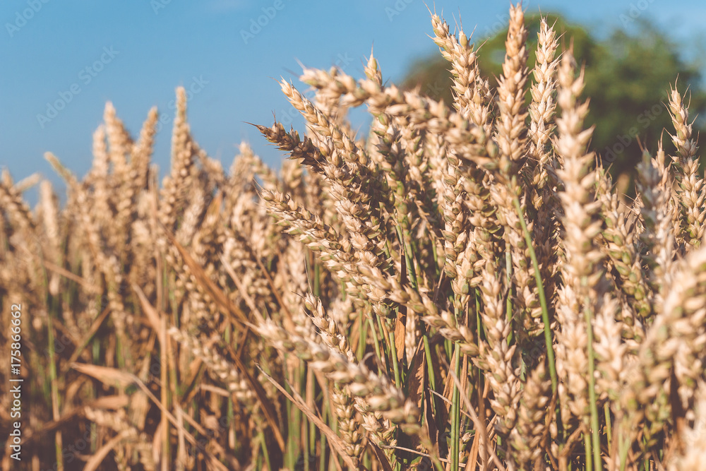 Dry golden wheat spikes on sunny day ready for harvest Dry golden wheat spikes on sunny day ready for harvest