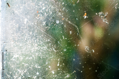 Spider web on the window