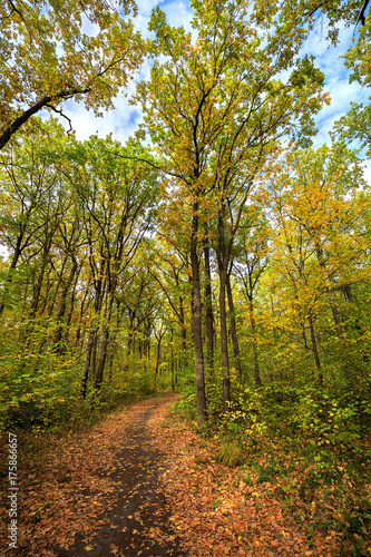 autumn road through deciduous forest 