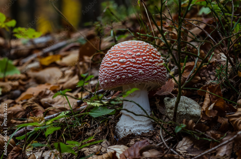 Amanita muscaria -  ovolo malefico - specie velenosa di fungo