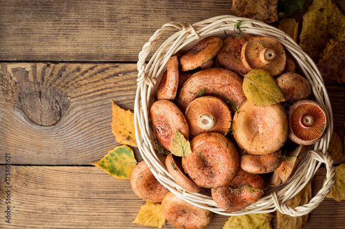 Lactarius deliciosus, commonly known as the saffron milk cap and red pine mushroom in wicker basket on rustic wooden background with autumn leaves.