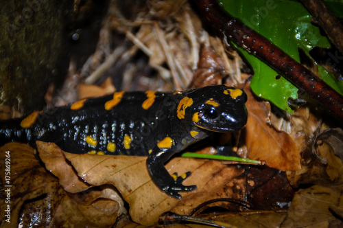 Feuersalamander im Laub