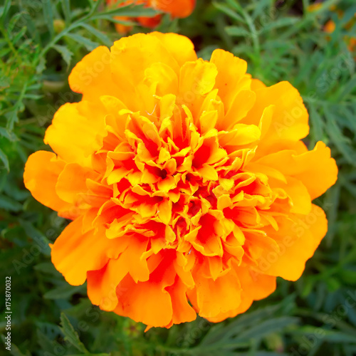 orange marigold flower closeup  on green natural background