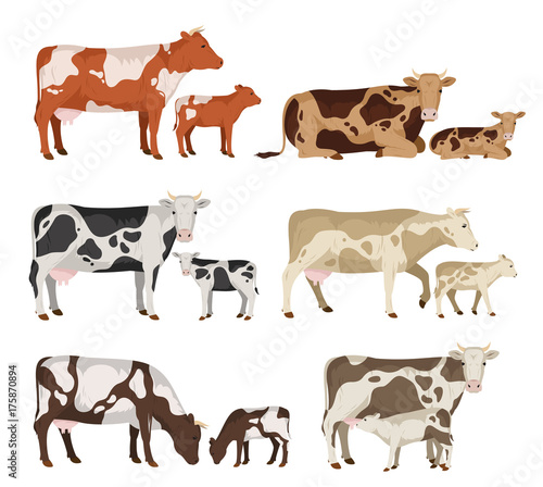 Vector cow and calf collection