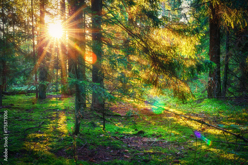 Fototapeta Naklejka Na Ścianę i Meble -  Sunbeams in green forest. Sunny forest nature. Sunlight through trees. Autumn forest landscape in the morning on sunrise.