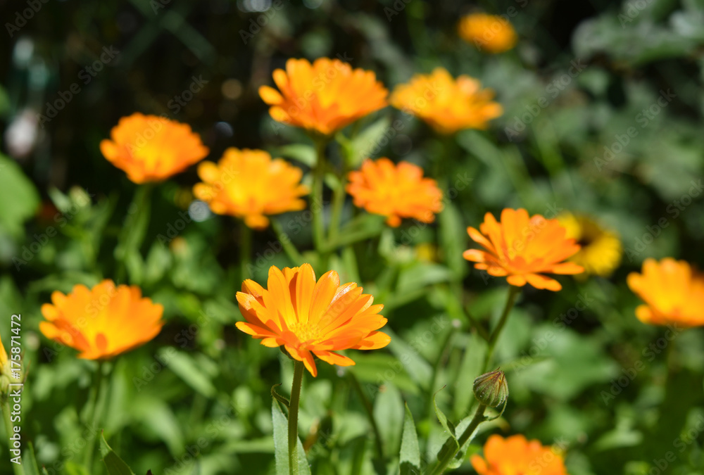 Ringelblumen im Garten blühend - Calendula officinalis, orange und gelbe Blüten Ringelblumen im Garten blühend - Calendula officinalis, orange und gelbe Blüten
