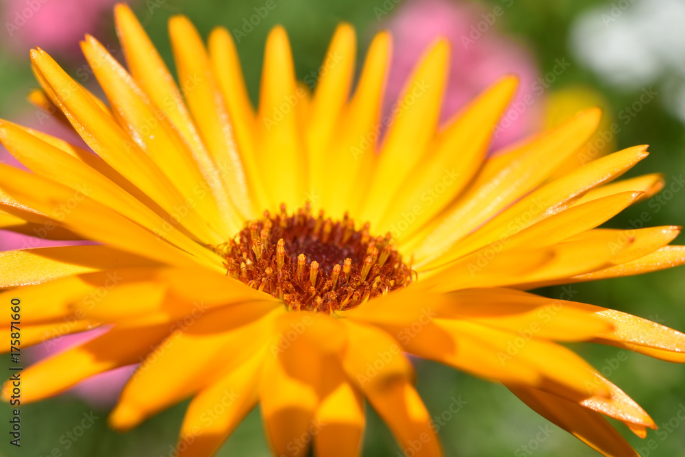 Ringelblume Garten blühend- Nahaufnahme - Calendula officinalis, orange Blüte Ringelblume Garten blühend- Nahaufnahme - Calendula officinalis, orange Blüte