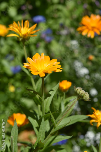 Ringelblumen im Garten blühend - Calendula officinalis, orange und gelbe Blüten © fotomarekka