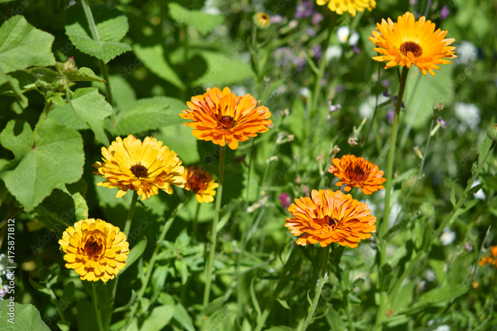 Ringelblumen im Garten blühend - Calendula officinalis, orange und gelbe Blüten Ringelblumen im Garten blühend - Calendula officinalis, orange und gelbe Blüten